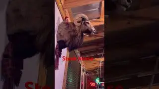 #video #funny #шуточное #видео #смешновидео #смешнойшортс #приколы #смех #смешно