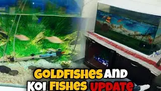 Goldfishes and Koi Fishes ❤️┃I maintained the Fish Setup 😍┃Anchor not going permanently ☹️┃AUA Niazi