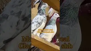 Shakeel Ahmed sialkoti bareed❤️ #pigeon #mdkabootarbazilovers #kabutar #kabootar #kabootars #pigeon