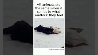 Dog and Duck Friend Playing Together In the Snow ❄️❤️