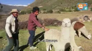 ca&ntilde;on del valle del colca peru