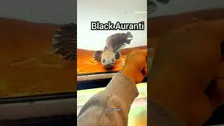 TOP 5 Ikan Rare Item Incaran Para K&ouml;lektor