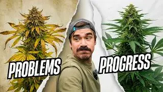 Indoor Problems, Greenhouse Progress | Behind the Grow