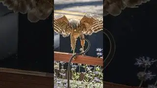 Hawk versus snake! Who wins?