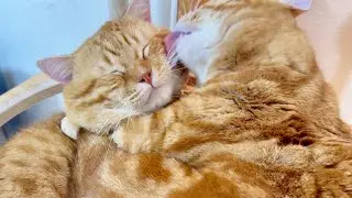 ぽちゃお兄ちゃん、だいすきだよ！来年もよろしくね！