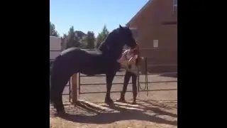 Apollo, Friesian Stallion