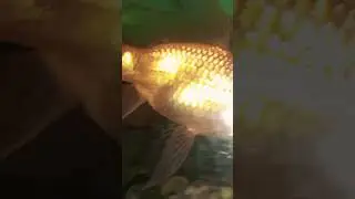 beautiful comet gold fish.# fish#aquriam fish.