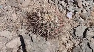 Echinocactus parryi