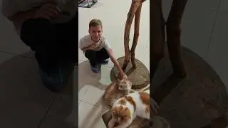 #cats #exhibition #пушистики #котики #кошки #кошкивидео #выставкакошек