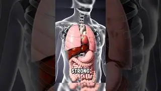 What Pomegranate Seeds Do Inside Your Body (3D Animation)#ai #3d