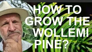 Как вырастить сосну Воллемию благородную (Wollemia nobilis)