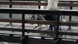 Wolf is the best friend ❤
