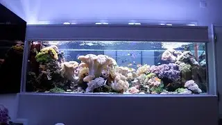 Aquario Reef do Rui - Almeirim, Portugal U E