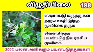 விழுந்து/விழுதிலை/Cadaba fruticosa/Viluthilai/Mooligai manithan
