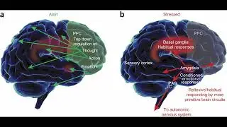 Burnout and the Prefrontal Cortex (Neurobiology Review)