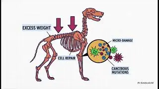 A Giant's Hidden Risk , Dog osteosarcoma