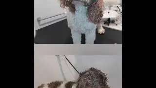 Nova, beautiful Spoodle grooming session at her home.
