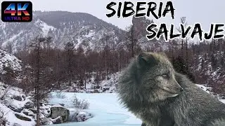 SIBERIA Vida SALVAJE: Leyendas Que Caminan Sobre La Nieve y CRIATURAS Que Vencieron al INVIERNO