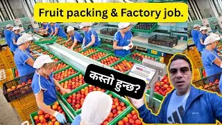 Factory workers & Fruit Packing Job. Kasto Hunxa Romania 🇷🇴 Ma // Katti Salary Painxa! @WLlama976