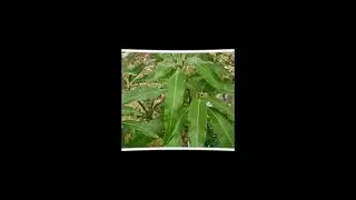 My Jamaican Julie & East Indian Mangoe trees fruiting Again 🥭😲So Blessed  👍🥭