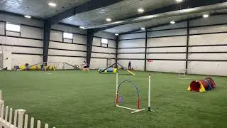 Atlas | NADAC Novice Touch n&rsquo; Go