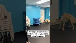 This dog was so nervous with me, read your dogs body language.