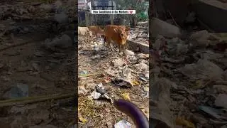 Poor Conditions of Our Mothers #shorts #ytshorts #goldenretriever #cutepet #animalscasa #cow #gomata