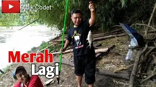MANCING BADER MERAH DI BRANTAS