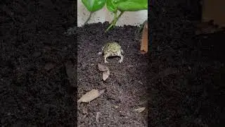 Pixie Frog Takes A Thawed Fuzzy 💪🏾🐸🤙🏾