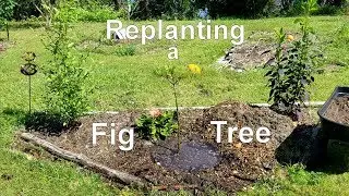 Replanting a Fig Tree