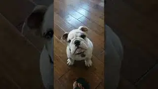 English Bulldog Puppy Harry is Such a Gentleman!!! Well, Almost!