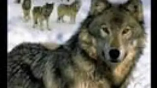 native american   the song of wolf