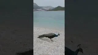 Peacock ambient chillout music #trending