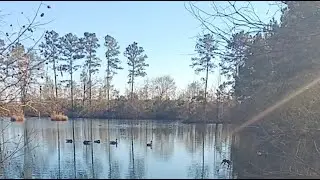 LOOKS WHO'S MY VISITOR TODAY #youtube #livestream #countrylife #wildlife #goose🪿 🦆 🪿