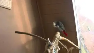 Chico tetteren en geluidjes nadoen