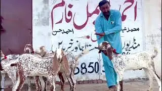 7 مکھی چینیاں پٹھا مدرسہ نسل کی عمر 8 ماہ قیمت 28500 احمد اینیمل فارم 03045896486