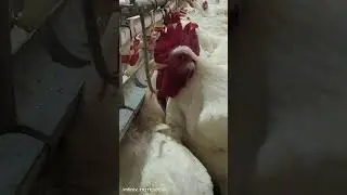 Birds Can't Survived without Water $ #chickenshop #livestockfarm #roosterfarm #poultryfarm