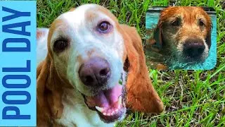 BASSET HOUND & CO POOL DAY PT 2