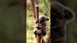 #cute #anime #saveforest