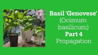Basil 