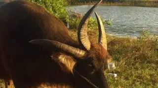 Kub twm zoo tshuaj mob qhua qaug dab peg npua