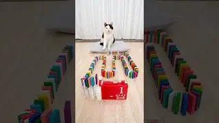 Cat and Domino