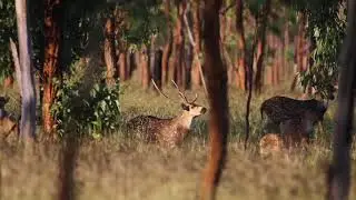 Chital Deer Stag At Golden Hour - Spotted Safaris