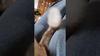 her tail is so puffy