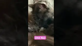 Guenther **Misbehaves**
