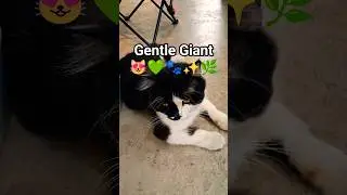 Inside a cannabis dispensary where a MASSIVE fluffy cat rules the store 🐱💚 #CannabisShop