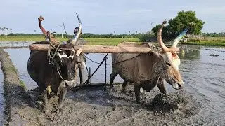Bullock cart heavy work for sugarcane loading it bullock  Bullockcart heavy load more performance