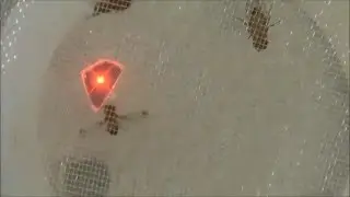 Drosophila