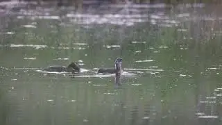 Gr&aring;strubet Lappedykker unge bliver fodret med fisk.