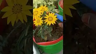 gazaaniya flower #motivation #video #plants #shortsviral #video !